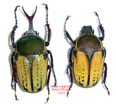 Megalorrhina harrisi peregrina (Tanzania) - males only