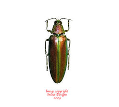 Megaloxantha purpurascens peninsulae (Malaysia)