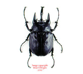 Megasoma acteon (Peru)