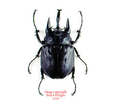 Megasoma acteon (Peru)