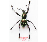 Metapocyrtus sp. - metallic red (Philippines)