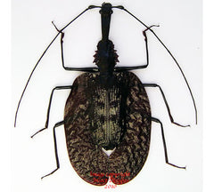 Mormolyce phyllodes (Malaysia)