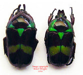 Mystroceros macleayi (Malaysia) - males only