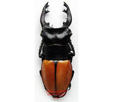 Odontolabis mouhoti elegens (Thailand)