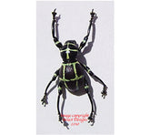 Pachyrrhynchus moniliferus (Philippines)