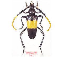 Pachyteria dimidiata (Thailand)