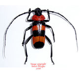 Paveia superba (Thailand)