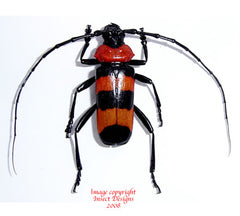 Paveia superba (Thailand)