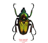 Phaedimus lumawigi (Philippines) - male