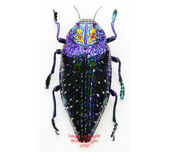 Polybothris sumptuosa gemma (Madagascar)