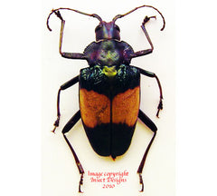 Pyrodes pulchirremus (Peru) - female A2