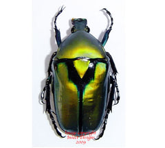 Rhomborrhina resplendens (Thailand)