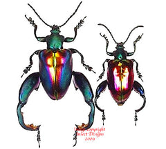 Sagra buqueti (Malaysia)