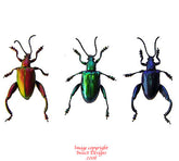 Sagra longicollis (Thailand) - pack of 3 or 5