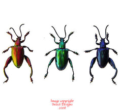 Sagra longicollis (Thailand) - pack of 3 or 5