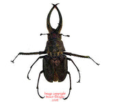 Sphaenognathus feisthameli (Peru) - female