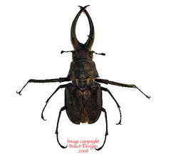 Sphaenognathus feisthameli (Peru) - female