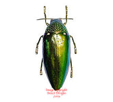 Sternocera aequisignata (Thailand)