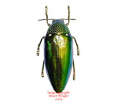 Sternocera aequisignata (Thailand)