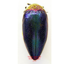 Sternocera pulchra fischeri (Tanzania) A2