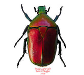 Torynorrhina flammea - red (Thailand)