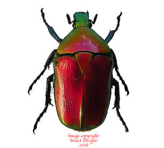 Torynorrhina flammea - red (Thailand)