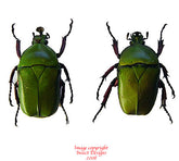 Trigonophorus foveiceps (Thailand)