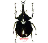 Xylotrupes gideon (Thailand) A2