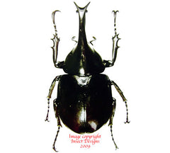 Xylotrupes gideon (Thailand) A2