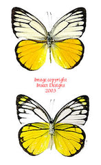 Cepora aspasia olga (Philippines) A2