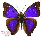 Doxocopa agathina (Peru) A-