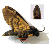 Acherontia lachesis (Sulawesi) A-