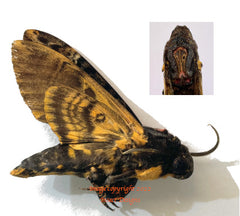 Acherontia lachesis (Sulawesi) A-