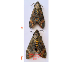 Acherontia styx (Thailand) - female