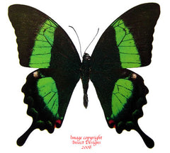 Achillides palinurus daedalus (Philippines) A2