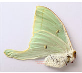 Actias artemis (Belarus) - female