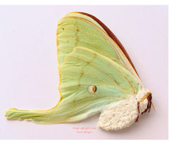 Actias luna (Belarus) - female