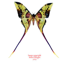 Actias maenas (Malaysia)