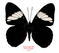 Adelpha epione (Peru)