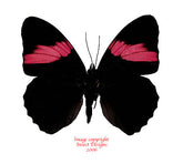 Adelpha lycorias lara (Peru)