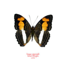 Adelpha melona (Peru) A2