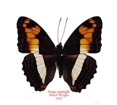 Adelpha erymanthis (Peru)