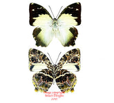 Agatasa chrysodonia heterodonia (Philippines)