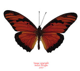 Agraulis vanillae (Peru)