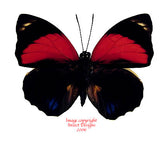 Agrias amydon tryphon (Peru)