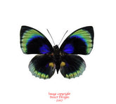 Agrias beatifica beatifica (Peru)