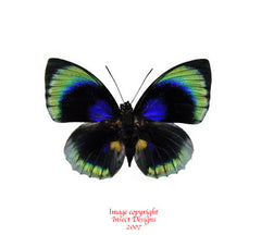 Agrias beatifica beatifica (Peru)