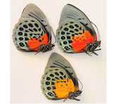 Agrias beatifica beatifica (Peru)