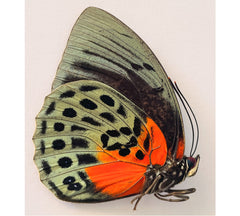 Agrias beatifica lachaumei (Peru) - female