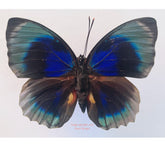 Agrias beatifica lachaumei (Peru) - male